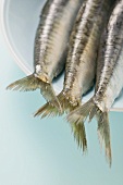 Anchovies in white dish (detail)