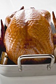 Stuffed roast turkey in roasting tin (close-up)