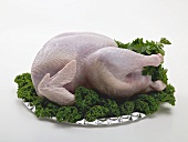 Fresh turkey garnished with parsley on platter