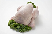 Fresh chicken garnished with parsley