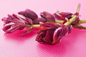 Red sage flowers on pink background