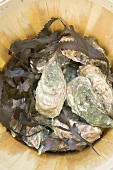 Fresh oysters in woodchip basket