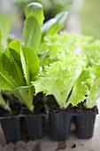 Different types of lettuce plants in plastic modules