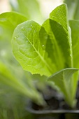 Lettuce plant (close-up)