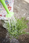 Child watering rosemary plant