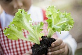 Kind hält Salatpflanzen