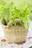 Lettuce plants in basket