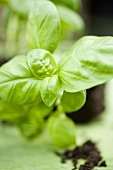 Basil plant (close-up)