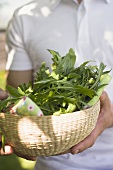 Mann hält Korb mit frischem Rucola