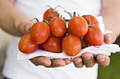 Hände halten frische Tomaten auf Geschirrtuch