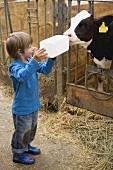 Small boy feeding calf with milk from a bottle