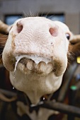 Cow in stall (close-up of mouth)
