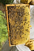 Imker hält Bienenwabe mit Bienen