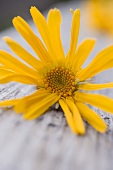 Arnica flower (close-up)