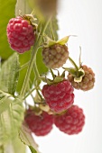Raspberries on the cane (close-up)