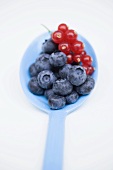 Blueberries and redcurrants on blue spoon