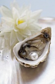 Fresh oyster with pearl, white water lily behind