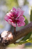 Peach blossom on branch (close-up)