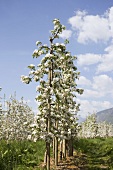 Young apple trees in blossom