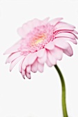 Pink gerbera