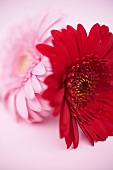 Zwei Gerbera (rot und rosa)