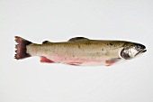 Salmon trout