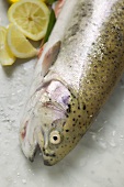 Fresh salmon trout, salt and lemons