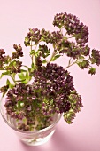 Thyme flowers in a glass of water