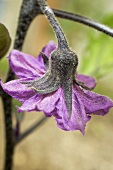 Aubergine flower on the plant
