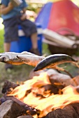 Grilling fish over camp-fire