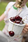 Child washing cherries under tap