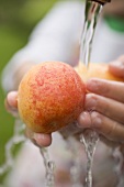 Child washing nectarines under tap
