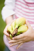 Child's hands holding bunch of bananas