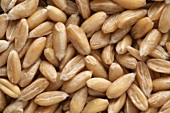 Spelt grains (full-frame)