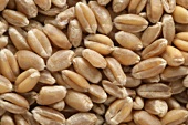 Grains of wheat (full-frame)