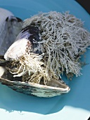 Muschelschalen, mit Seetang bewachsen