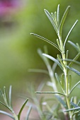 Rosemary in a garden (close-up)