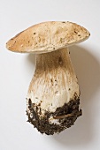 Fresh cep with soil