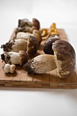 Fresh ceps and chanterelles on chopping board