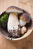 Fresh ceps with moss in wooden bowl