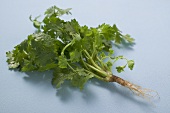 Fresh coriander with root