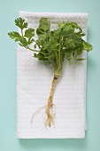 Fresh parsley with root on tea towel