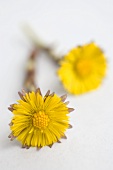 Two coltsfoot flowers