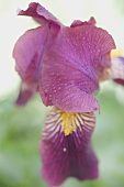 Iris (close-up)