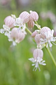 Bladder campion in garden (close-up)