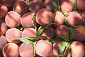 Fresh peaches with leaves (full-frame)