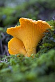 Two chanterelles in a wood