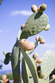 Prickly pears on cactus