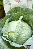 Large cabbage with drops of water, woman in background