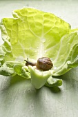 Snail on white cabbage leaf